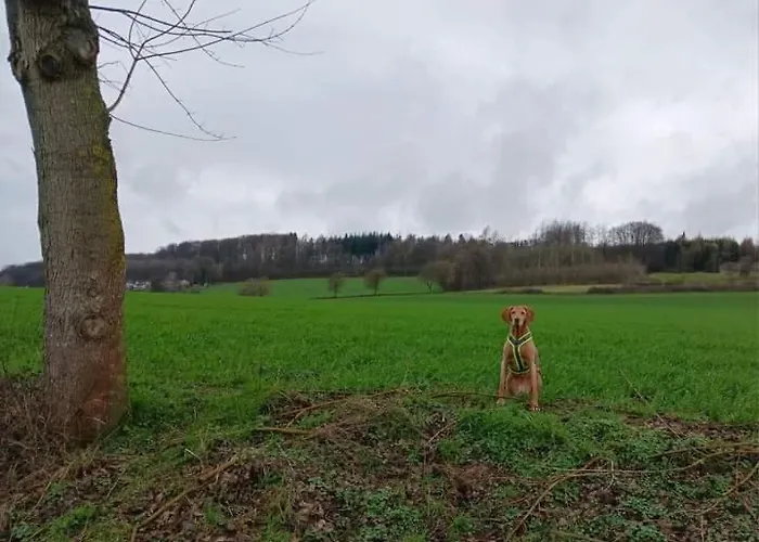 Fewo-wittland Mit Hund Im